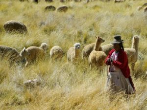 Пастушка альпака